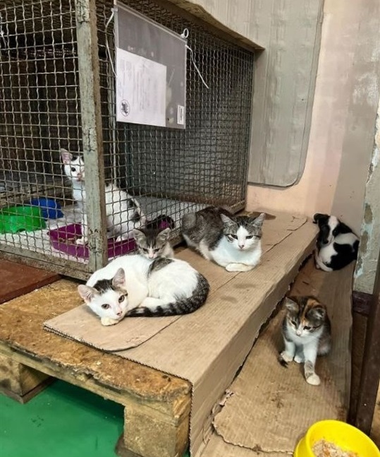 Коти в перетримці Жовті Води