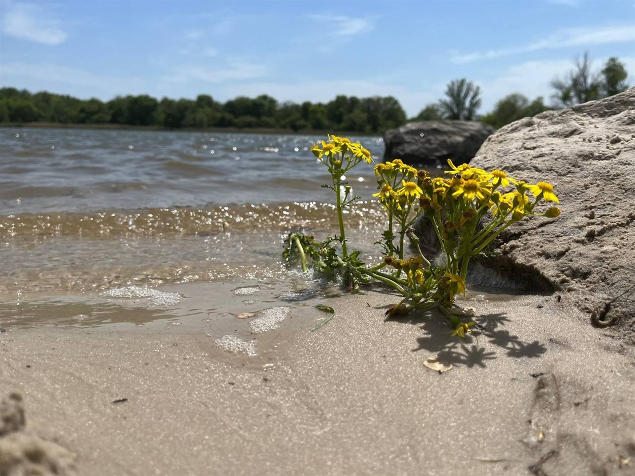Весела Іванівка, жовтоводської громади