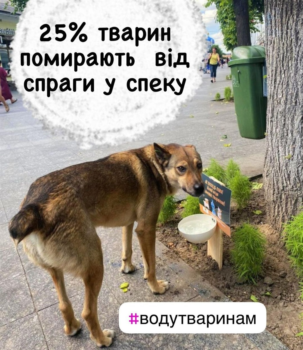 Волонтери громадської організації нагадують підписникам наскільки важливо дбати про безхатніх тварин